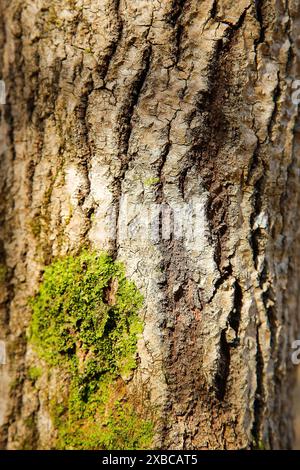 Close-up of a tree trunk with textured bark and a patch of green moss, background image Stock Photo