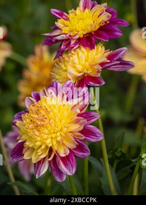 Three dahlia flowers with yellow centre and purple petals in a garden in daylight, Legden, Muensterland, North Rhine-Westphalia, Germany Stock Photo