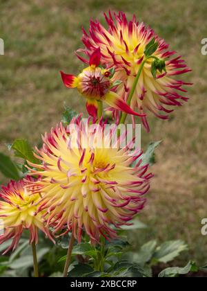 Three dahlia flowers with yellow tips and red edges in a garden against a grassy background, Legden, Muensterland, North Rhine-Westphalia, Germany Stock Photo