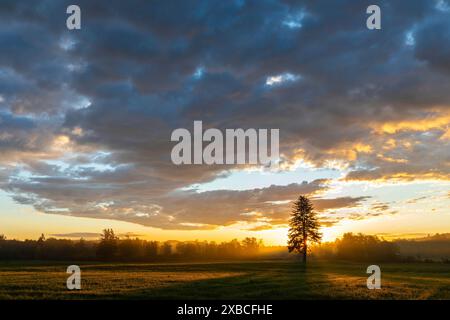 Single tree in front of a sunset in a field, dramatic cloud formations and fascinating plays of light in the sky, In the moor Stock Photo