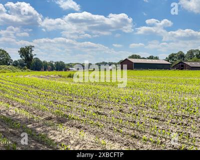 Field with plants of young corn (Zea mays) young maize plants growing on maize field, visible furrows in the foreground, farm in the background Stock Photo