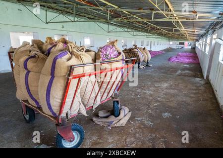 Pink coloured roses collected from the field are brought to the warehouse in sacks. The famous Isparta rose in Turkey. Stock Photo