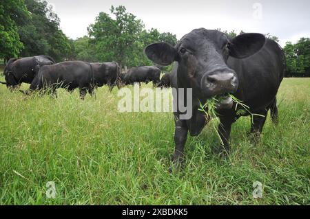 Cows (Bos taurus) feeding on a multispecies grassland on a farm. Using grassland comprised of more than one or two species is better for soil stability, biodiversity and requires less intensive management. Providing the herbivores with multiple species of plant to eat has also been reported to increase their weight and improve their general health. Stock Photo