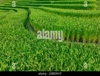 Landscape of green rice terrace. Nature landscape. Green rice farm. Terraced rice fields. Green agricultural landscape. A field of green rice plants Stock Photo