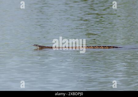 Diamond-backed Watersnake, Nerodia rhombifer, swimming Stock Photo