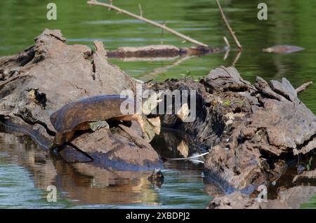 Spiny Softshell Turtle, Apalone spinifera, basking on log Stock Photo