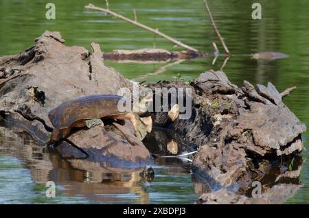 Spiny Softshell Turtle, Apalone spinifera, basking on log Stock Photo