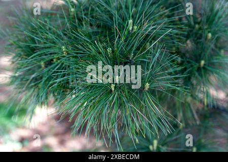 Pinus koraiensis siebold or Korean pine close up, russian far east Stock Photo