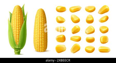 Realistic ripe raw sweet corn cobs and yellow kernels, vector maize vegetable, farm food. Isolated 3d sweetcorn corncobs with green leaves and husk, golden corn grains and seeds, maize crop plant Stock Vector
