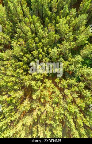 Overhead aerial view of an evergreen pine tree forest Stock Photo - Alamy