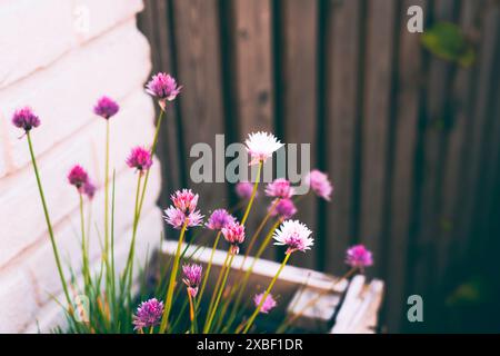 Beautiful pretty little flowers Stock Photo