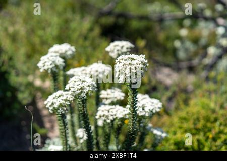 Beautiful pretty little flowers Stock Photo