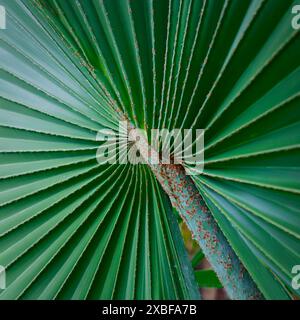 CLOSE UP OF PRITCHARDIA PACIFICA Stock Photo