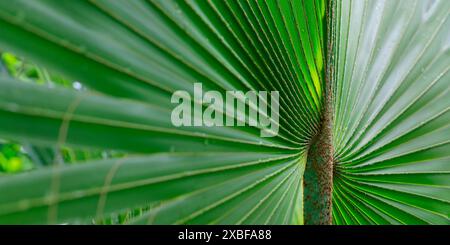 CLOSE UP OF PRITCHARDIA PACIFICA Stock Photo