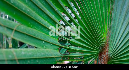CLOSE UP OF PRITCHARDIA PACIFICA Stock Photo