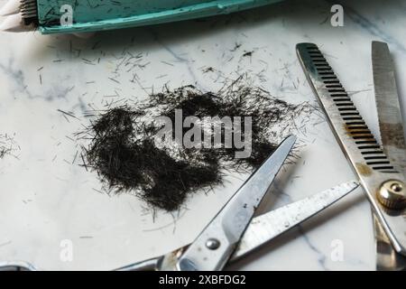 scissors, thinning scissors and a comb are on a table with a pile of hair. The scene suggests that someone has recently cut their hair Stock Photo