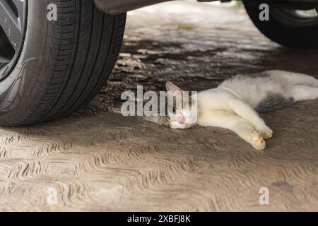 cat sleeping under the car, behind car wheel Stock Photo