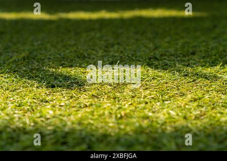artificial green grass texture background, selective focus of grass garden, with the shadow of fence, Background Stock Photo