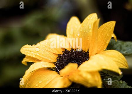 Sunflower after after rain Stock Photo