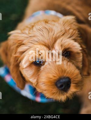 Labradoodle puppy playing outside Stock Photo
