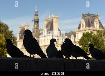 Pigeons in front of the Hôtel de Ville (City Hall) in Paris, France. Stock Photo