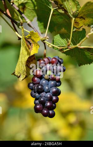 botany, red, grapes, Leaves, ADDITIONAL-RIGHTS-CLEARANCE-INFO-NOT-AVAILABLE Stock Photo