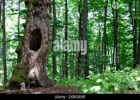 Old Tree Trunk with Hollow in Forest Stock Photo