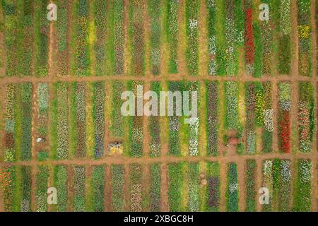 Aerial view of Tulipmania tulip fields in bloom in spring, at the foot of Pedraforca (Berguedà, Barcelona, Catalonia, Spain, Pyrenees) Stock Photo