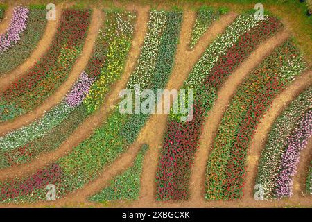 Aerial view of Tulipmania tulip fields in bloom in spring, at the foot of Pedraforca (Berguedà, Barcelona, Catalonia, Spain, Pyrenees) Stock Photo