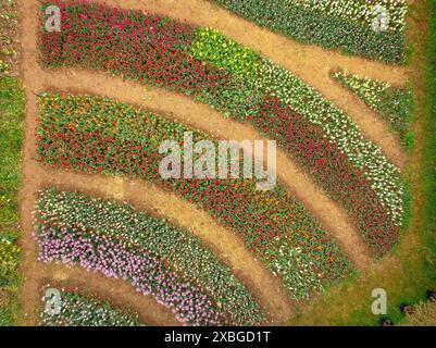 Aerial view of Tulipmania tulip fields in bloom in spring, at the foot of Pedraforca (Berguedà, Barcelona, Catalonia, Spain, Pyrenees) Stock Photo