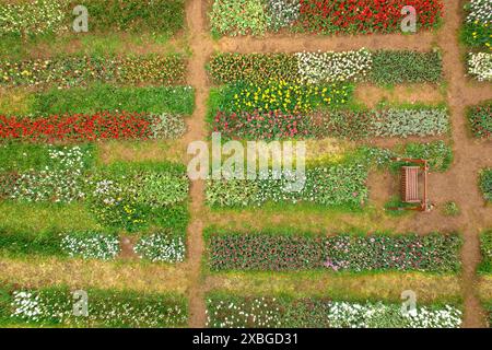 Aerial view of Tulipmania tulip fields in bloom in spring, at the foot of Pedraforca (Berguedà, Barcelona, Catalonia, Spain, Pyrenees) Stock Photo