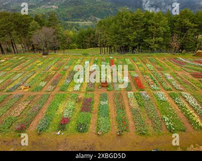 Aerial view of Tulipmania tulip fields in bloom in spring, at the foot of Pedraforca (Berguedà, Barcelona, Catalonia, Spain, Pyrenees) Stock Photo