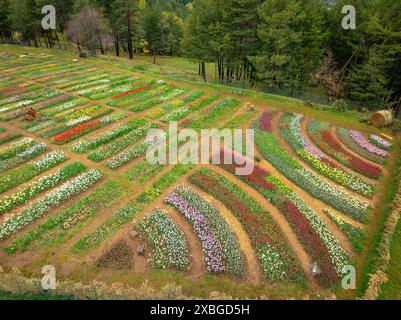 Aerial view of Tulipmania tulip fields in bloom in spring, at the foot of Pedraforca (Berguedà, Barcelona, Catalonia, Spain, Pyrenees) Stock Photo