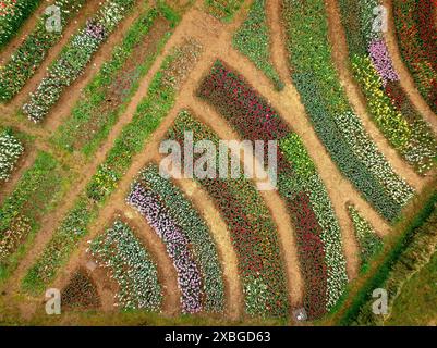 Aerial view of Tulipmania tulip fields in bloom in spring, at the foot of Pedraforca (Berguedà, Barcelona, Catalonia, Spain, Pyrenees) Stock Photo