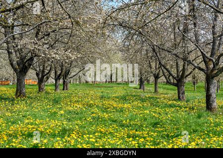geography / travel, Germany, Baden-Wuerttemberg, flowering cherry trees, with Moesbach, Ortenaukreis, ADDITIONAL-RIGHTS-CLEARANCE-INFO-NOT-AVAILABLE Stock Photo