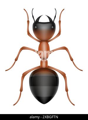 ant insects wildlife animals vector illustration isolated on white background Stock Vector
