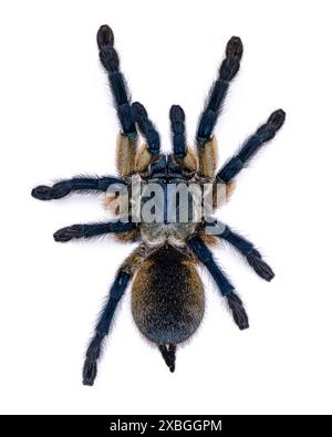 Top view of vivid blue colored Monocentropus balfouri aka Socotra Island blue baboon tarantula, standing on white background. Stock Photo