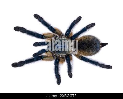 Top view of vivid blue colored Monocentropus balfouri aka Socotra Island blue baboon tarantula, standing on white background. Stock Photo