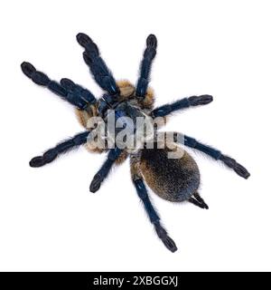 Top view of vivid blue colored Monocentropus balfouri aka Socotra Island blue baboon tarantula, standing on white background. Stock Photo