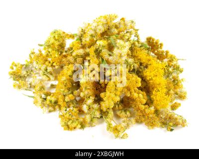 Fresh and Dry Goldern Rod on white Background Stock Photo