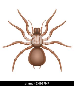 spider insects wildlife animals vector illustration isolated on white background Stock Vector