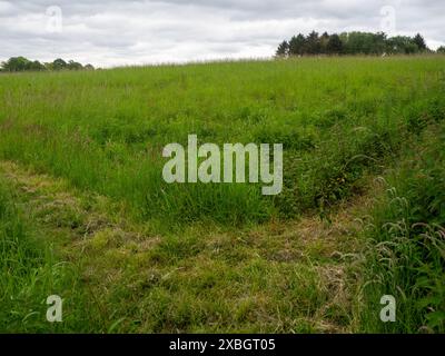 Sterile strip around the Rye feedstock crop edge to make combining easier Stock Photo