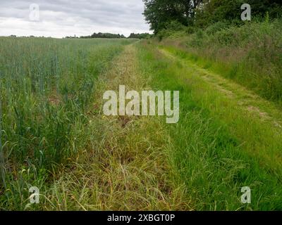 Sterile strip around the Rye crop edge Stock Photo