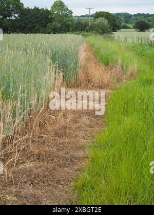 Sterile strip around the Rye crop edge Stock Photo