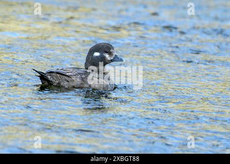 Harlequin duck (Histrionicus histrionicus, female) from Grundarfjordur, Snaefellsnes Peninsula, western Iceland in May. Stock Photo