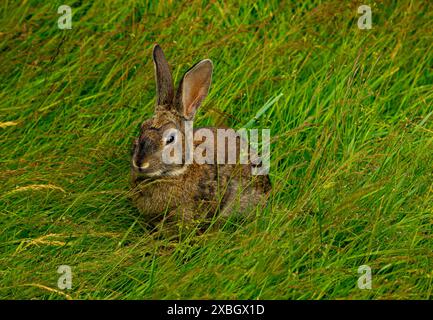 Close-up view on little rabbit in grass Stock Photo