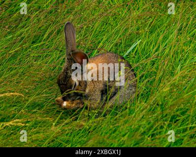 Close-up view on little rabbit in grass Stock Photo