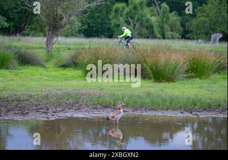 Richmond Park, London, UK. 12th June, 2024. Egyptian Goose pond wading in Richmond Park on a grey summer morning, with a passing cyclist. Credit: Malcolm Park/Alamy Live News Stock Photo