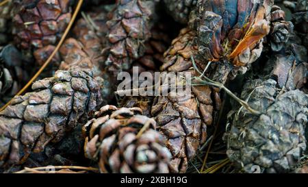 bunch of cones lying on the ground in the forest Stock Photo