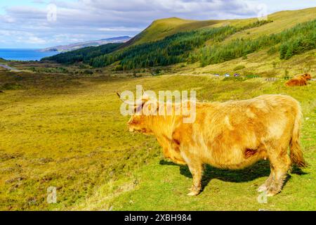 Beautiful Highland cow in the Isle of Skye Stock Photo - Alamy